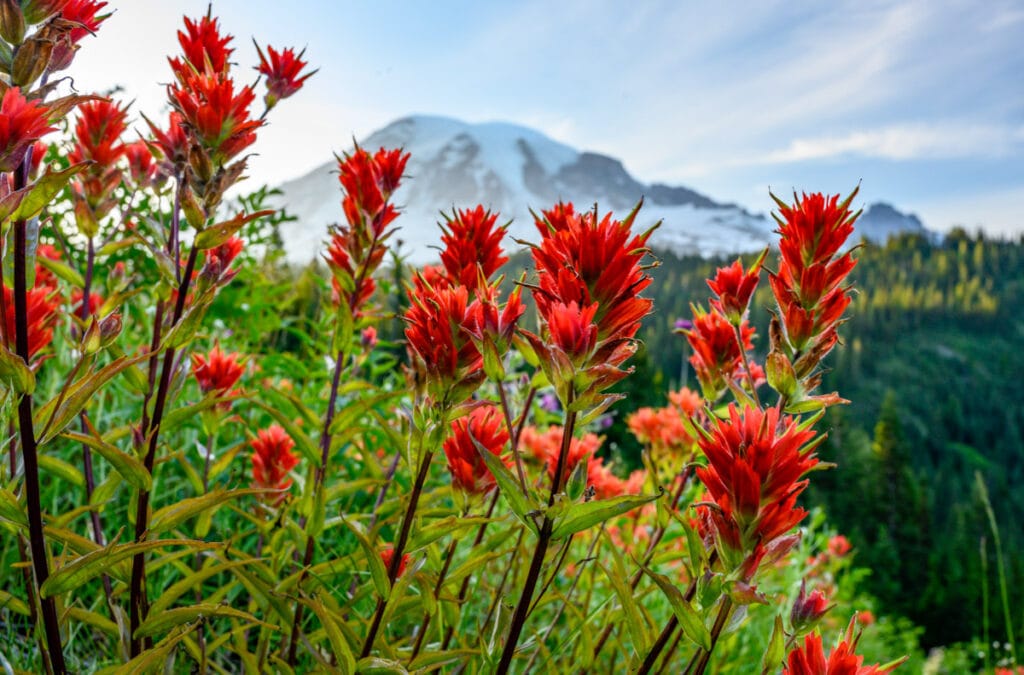 Indian paintbrush blooming at Mount Rainier National Park in Washington