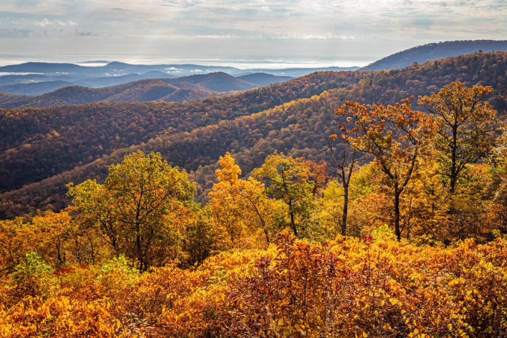 A view from Skyline Drive in Virginia in the fall