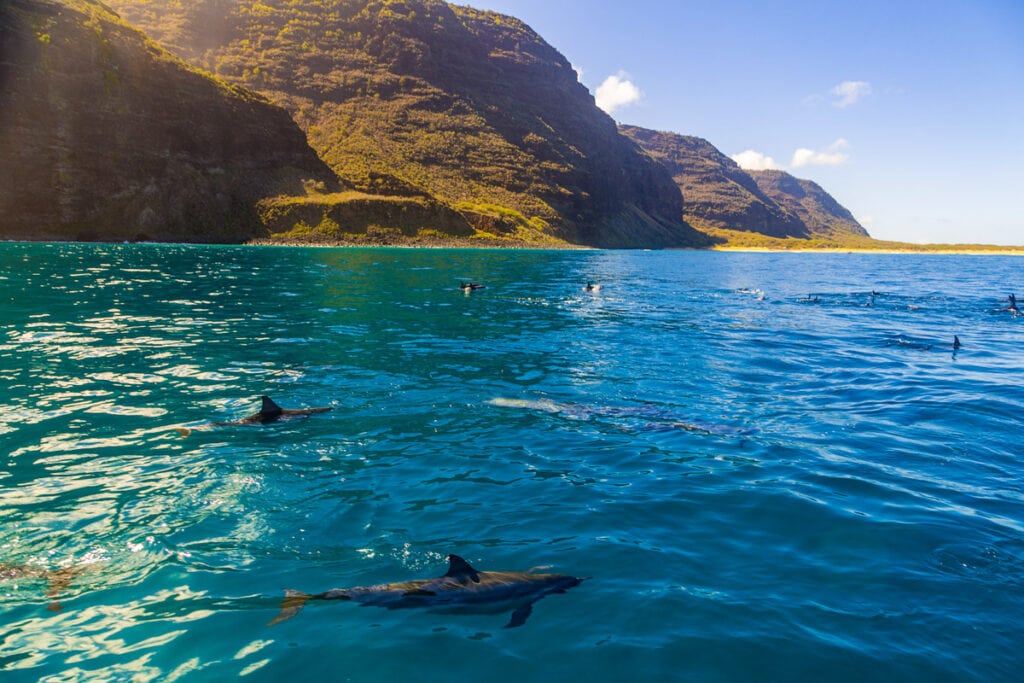 Spinner dolphins along the Na Pali Coast of Kauai, HI