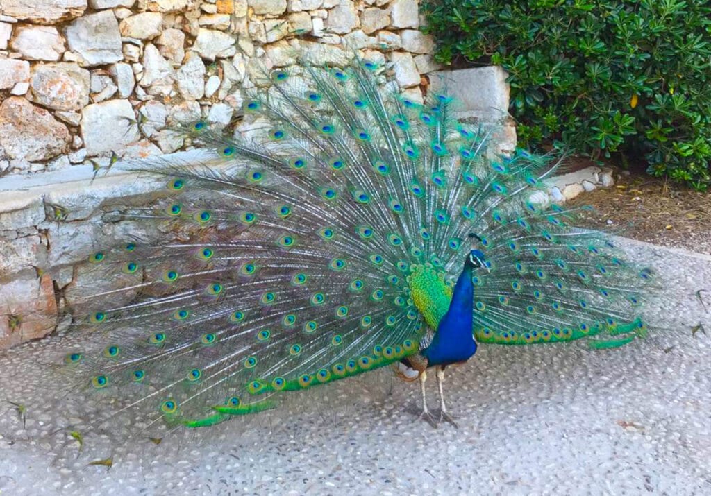 A peacock at Lokrum Island near Dubrovnik, Croatia