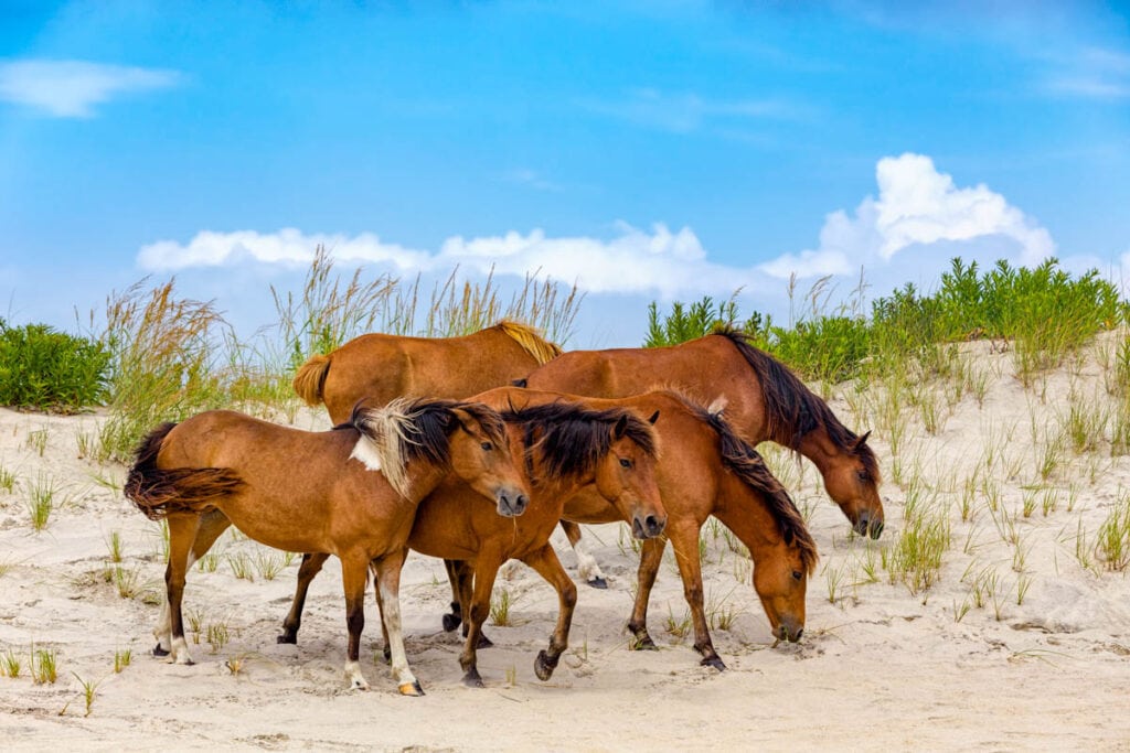 Wild ponies at the beach in Chincoteague, VA
