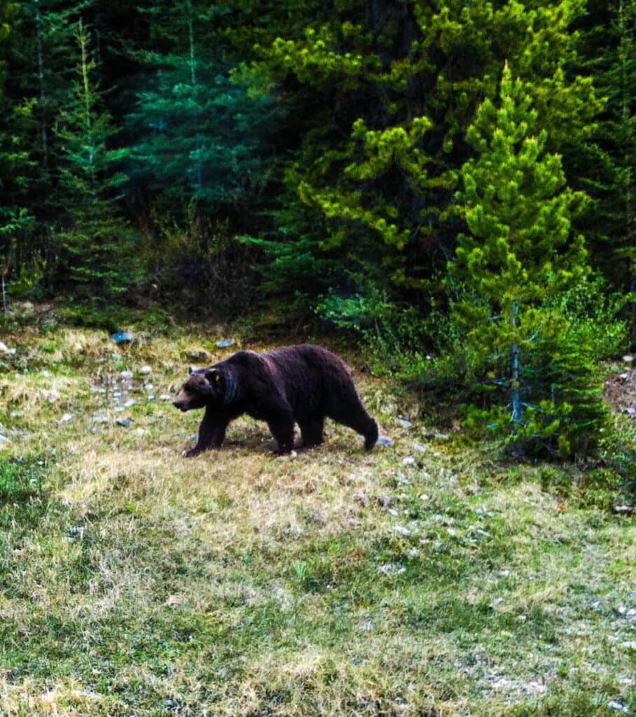 Black bear in Banff National Park, Canada