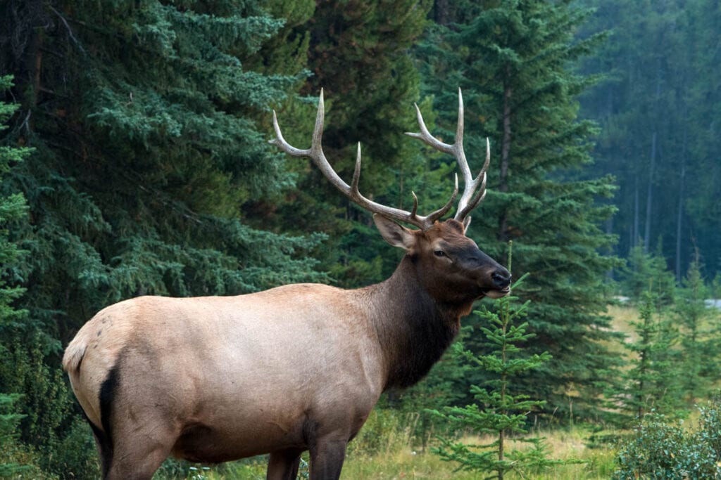 Elk in Banff National Park, Canada