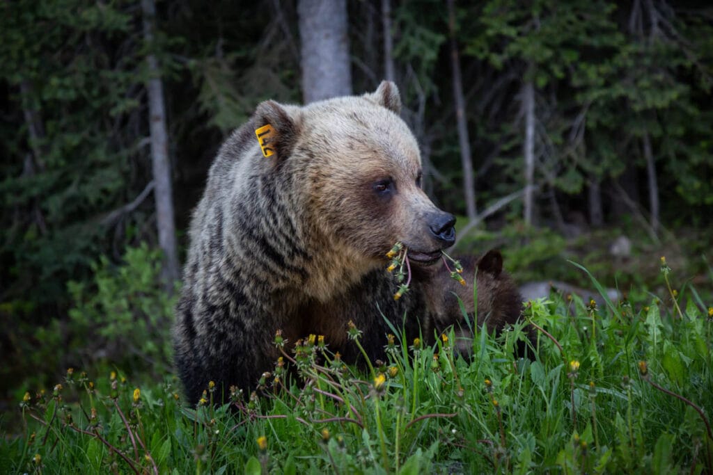 A grizzly in Banff National Park in Alberta, Canada