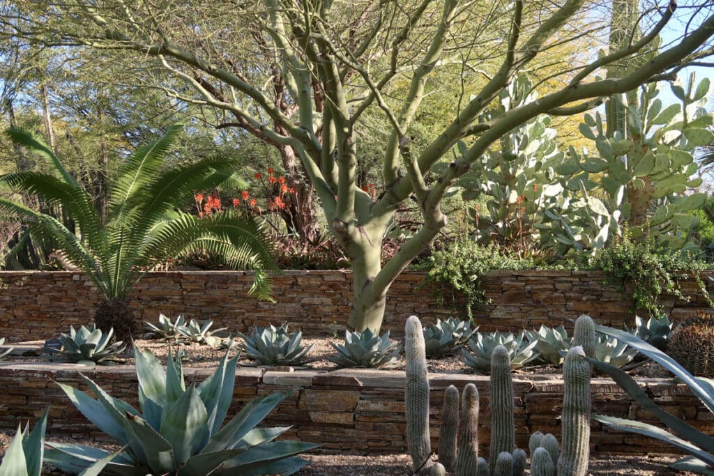 The Desert Botanical Garden in Phoenix, Arizona