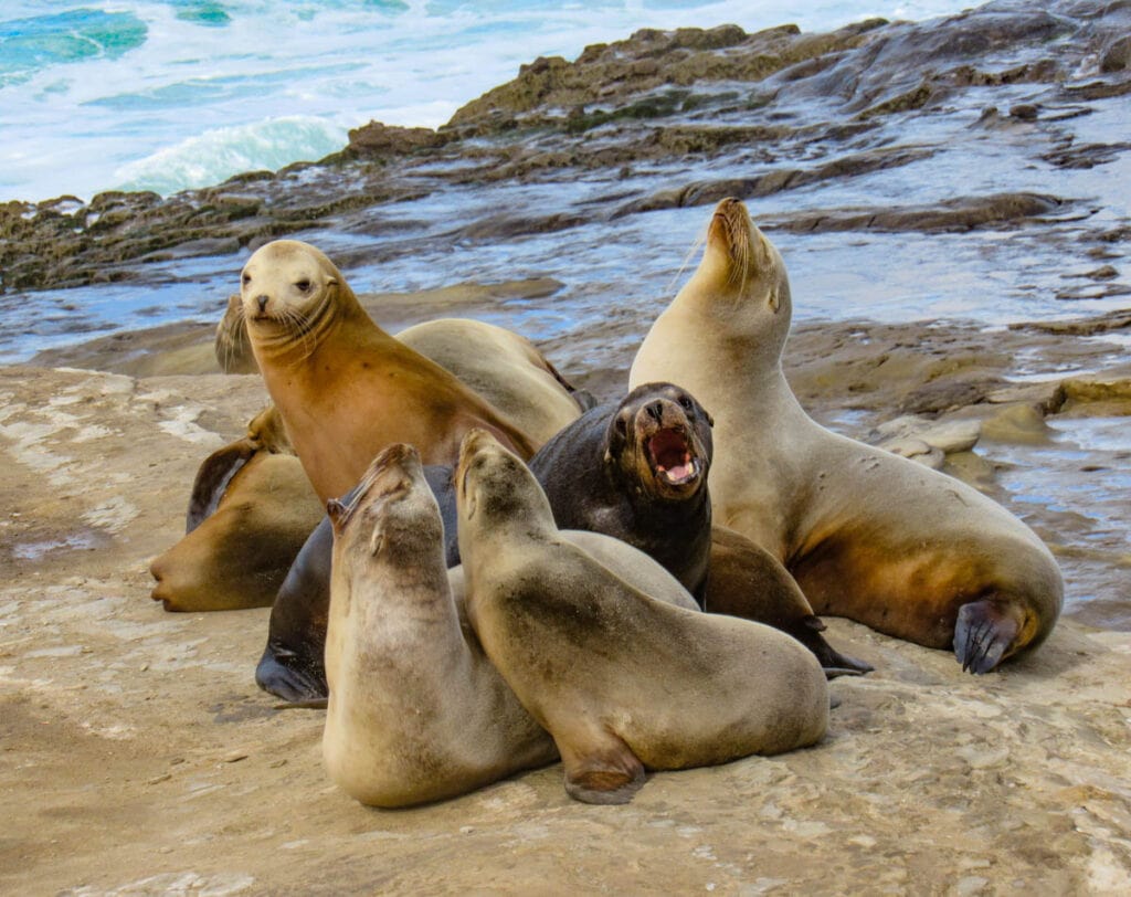 Sea lions at La Jolla near San Diego, California