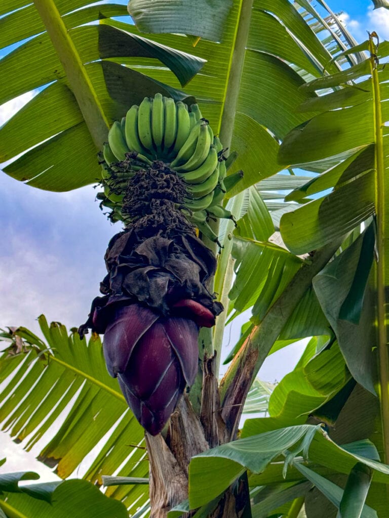 Banana in the Dole Plantation Garden in Oahu, Hawaii