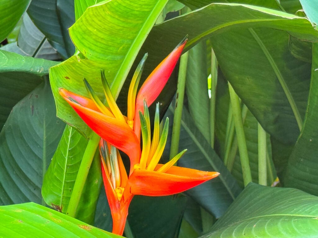 Bird of paradise in the Dole Plantation Garden in Oahu, Hawaii