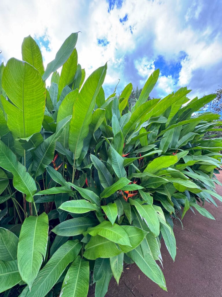Birds of Paradise Plants at the Dole Plantation in Oahu, Hawaii