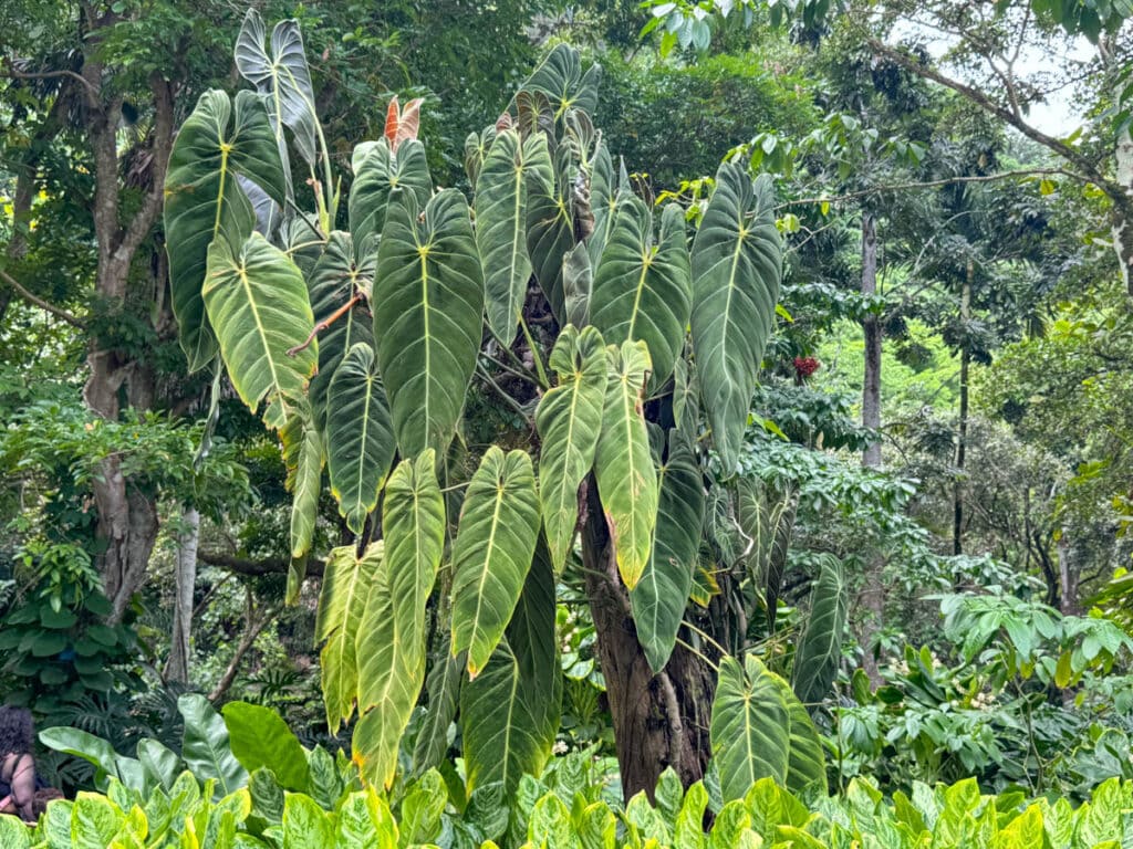 Lush vegetation in the Waimea Valley Botanical Garden in Oahu, Hawaii