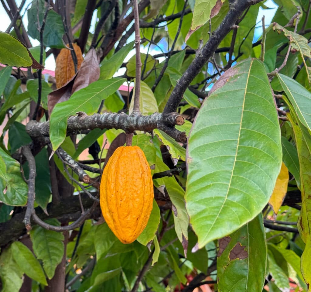 Cacao plant at the Dole Plantation on Oahu, Hawaii