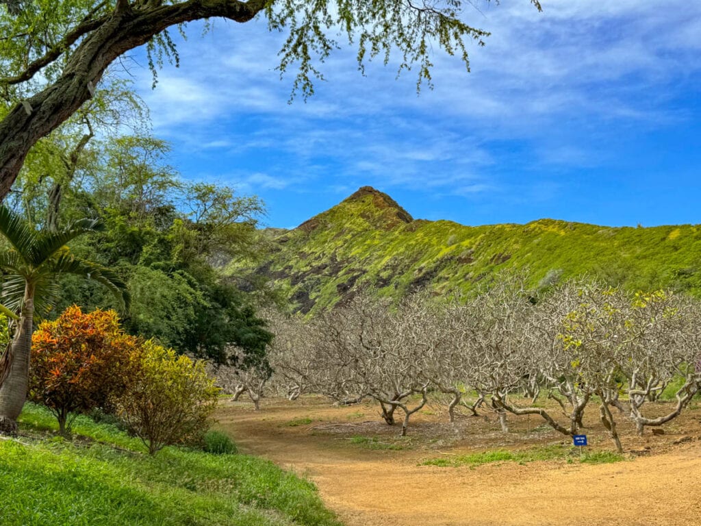 A view of the Plumeria Grove at Koko Crater Botanical Garden in the winter