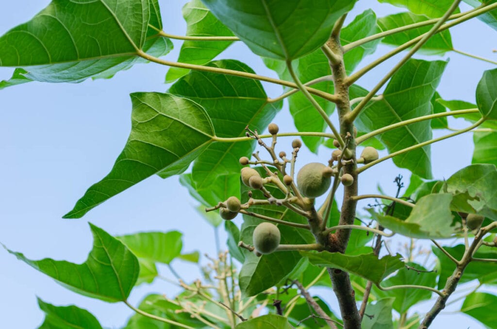 Kukui nut tree with young fruit