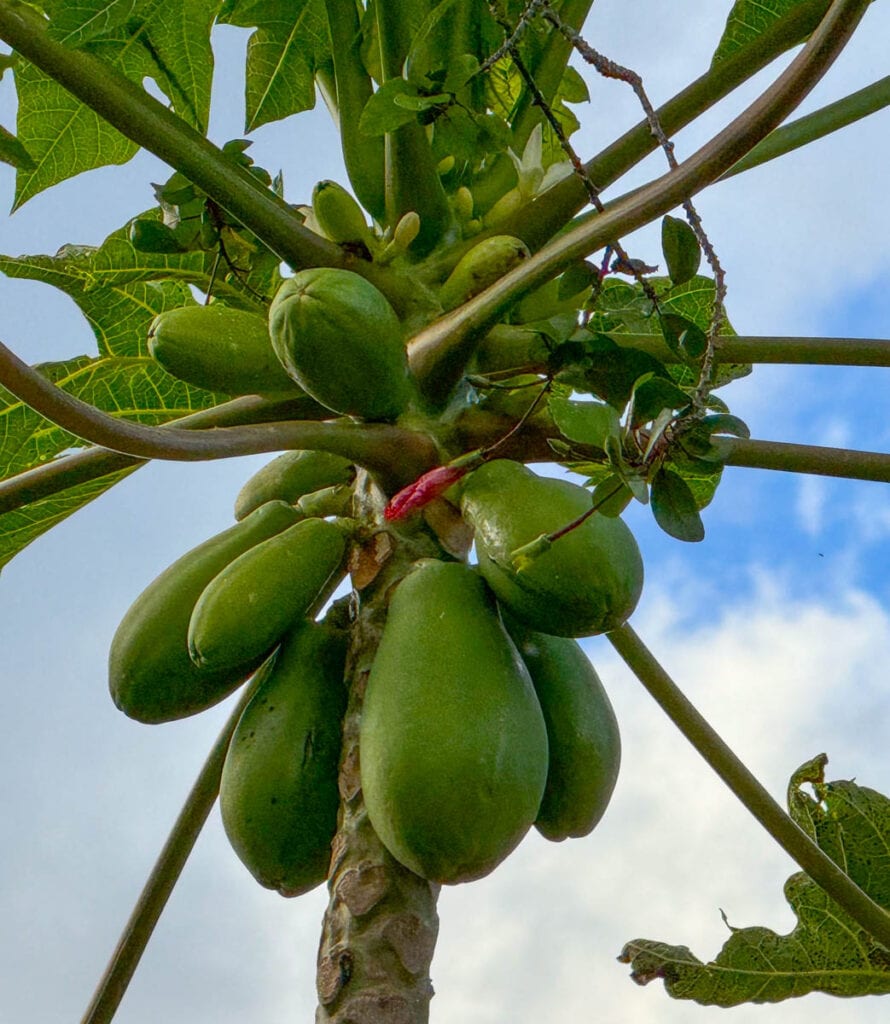 Papaya in the Dole Plantation in Oahu