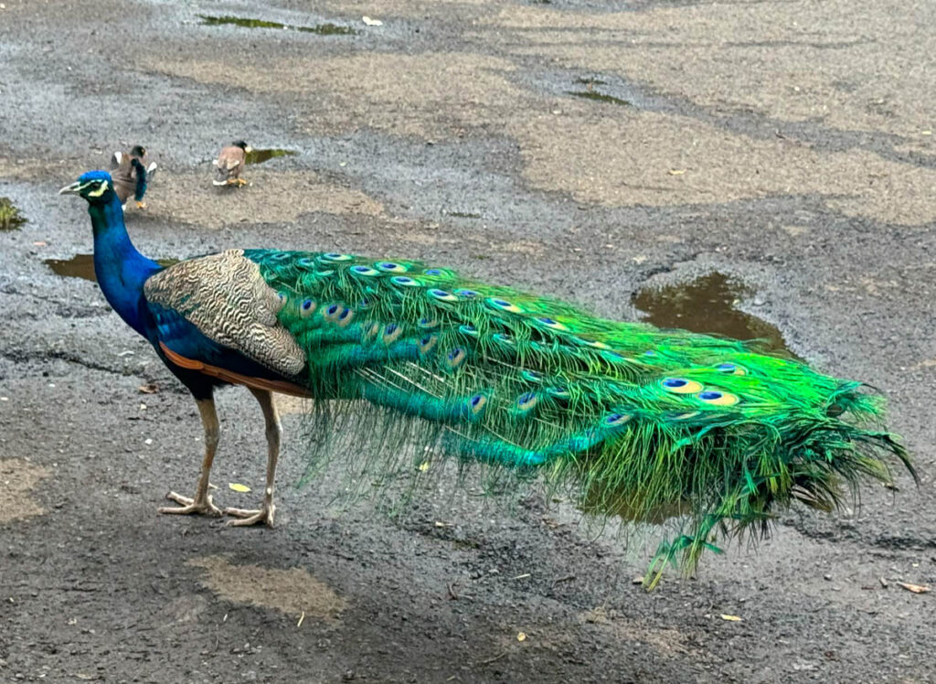 Peacock at Waimea Valley, Oahu, Hawaii