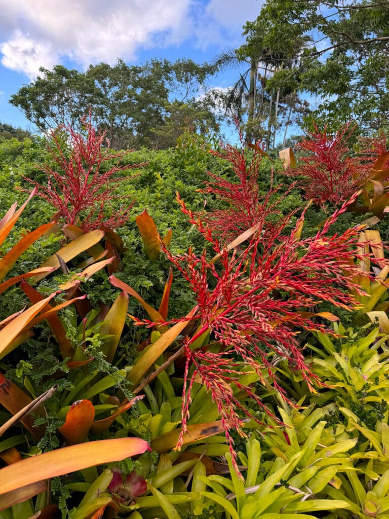 Colorful plants in the Dole Plantation Garden, Oahu, HI