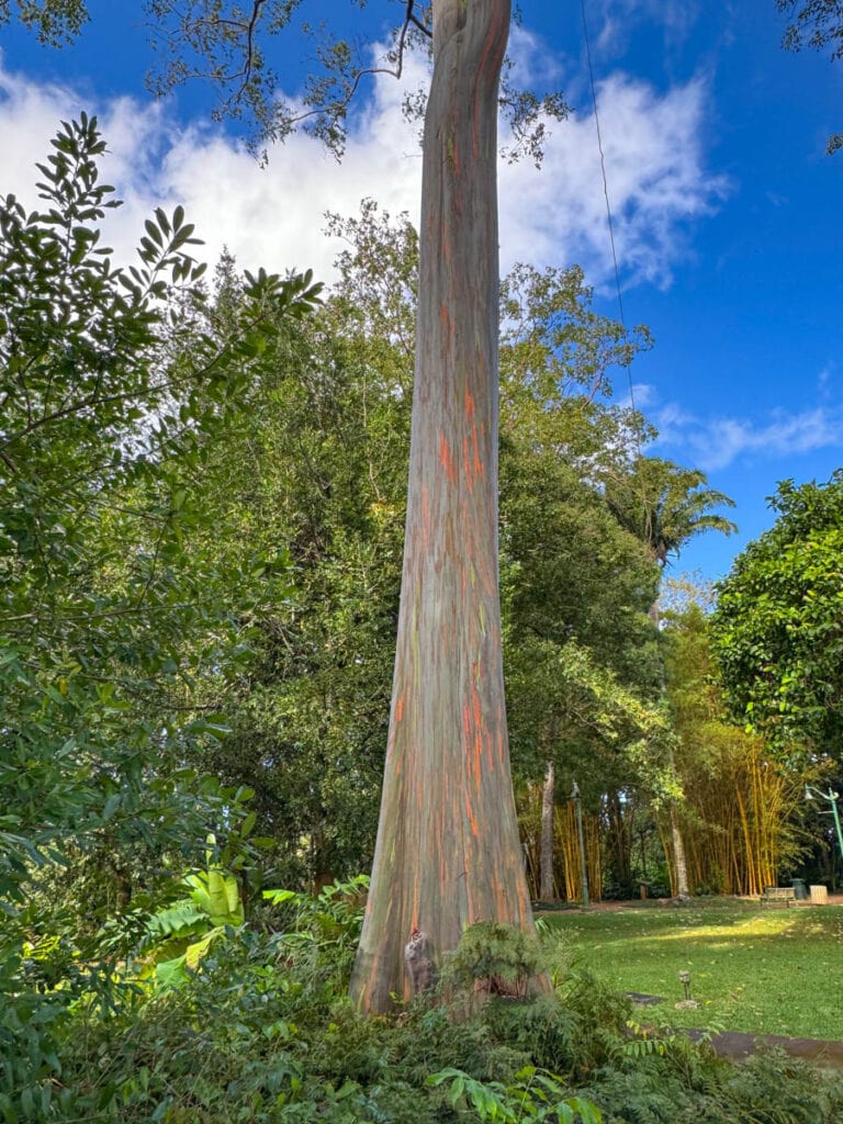 Rainbow Eucalyptus in Wahiawa Botanical Garden in Oahu, Hawaii