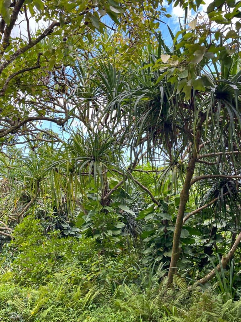 Rainforest plants at the Hoomaluhia Botanical Garden in Oahu, Hawaii