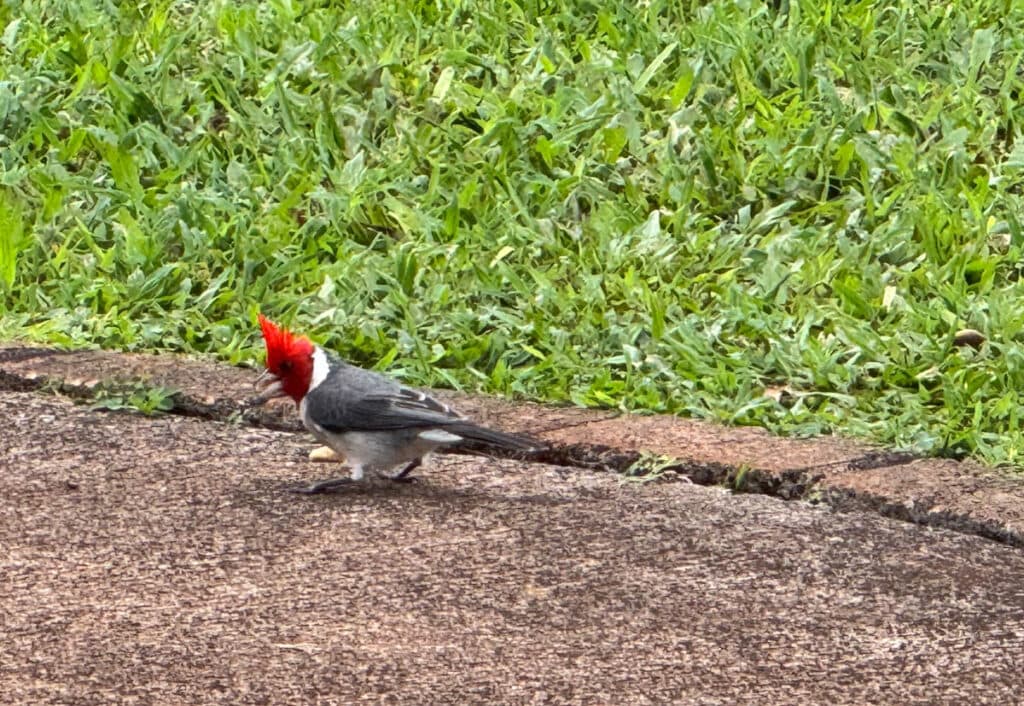 A red-crested cardinal at the Dole Plantation Garden