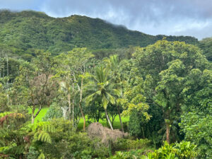 The Lyon Arboretum is one of the best public gardens in Oahu you can visit!