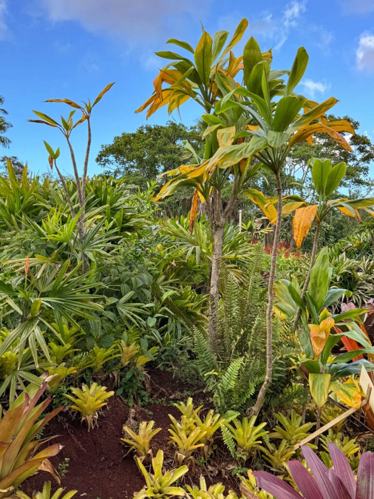 Tall ti plants at the Plantation Garden, Dole Plantation, Wahiawa, Oahu