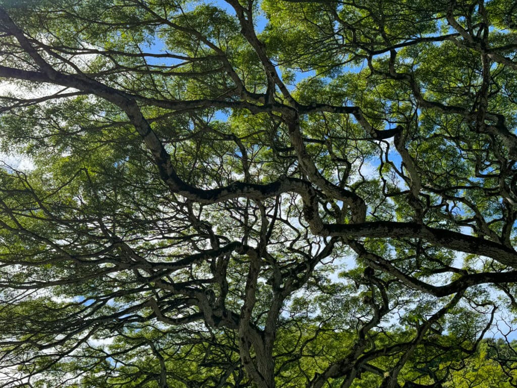 Tree canopy, large tree in Waimea Valley, Oahu