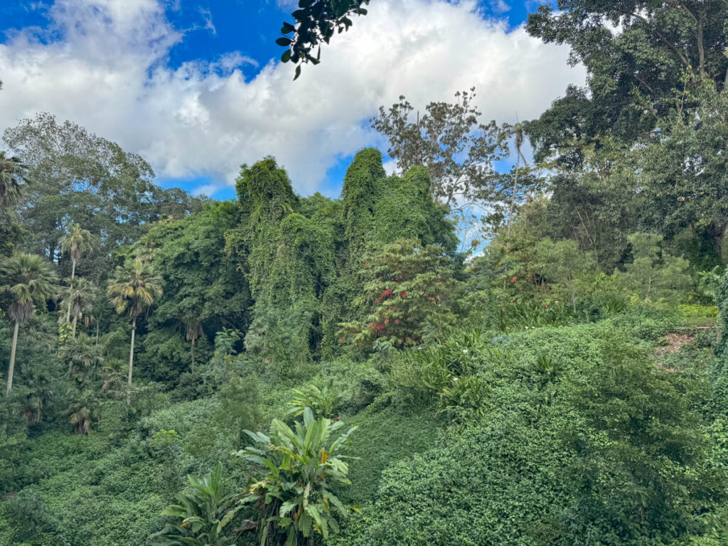 Wahiawa Botanical Garden is partly located in a ravine in Central Oahu, Hawaii