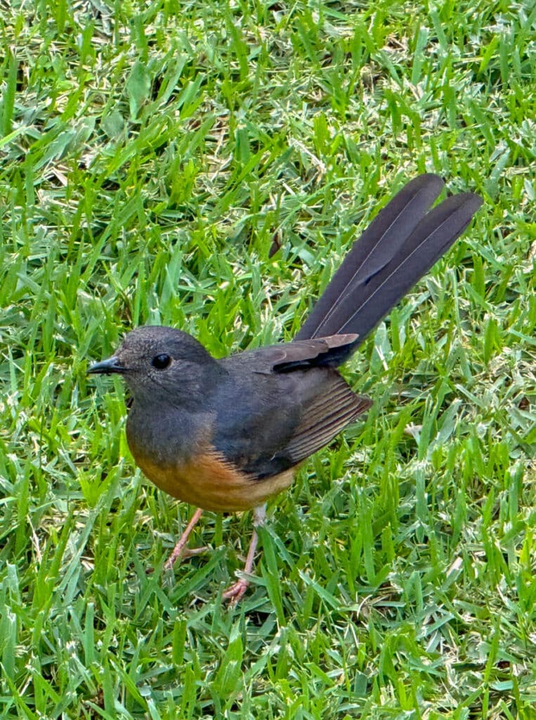 A white-rumped shama in the Plantation Garden at the Dole Plantation in Oahu, Hawaii