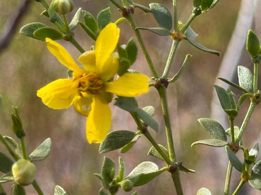 A creosote in boom at the Desert Botanical Garden in Phoenix, AZ