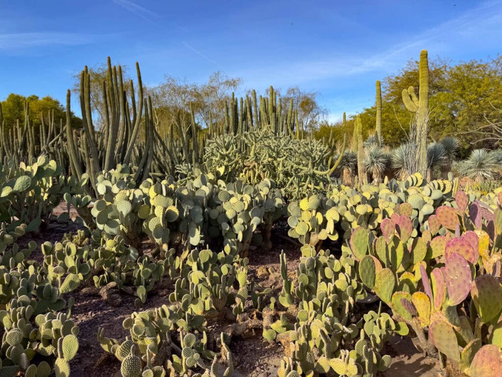Desert Botanical Garden in Phoenix, Arizona