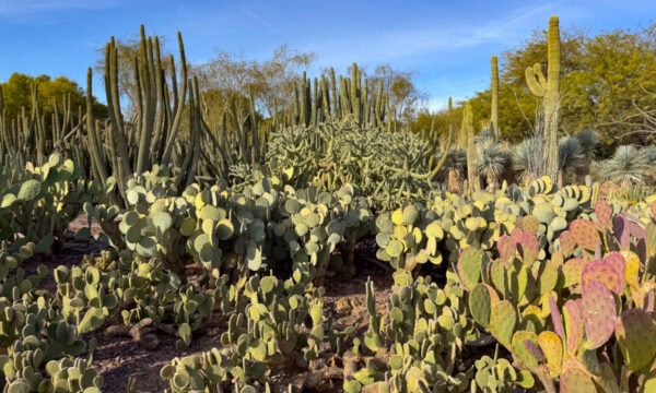 Desert Botanical Garden in Phoenix, Arizona: Things to Do + Photos and How to Visit!
