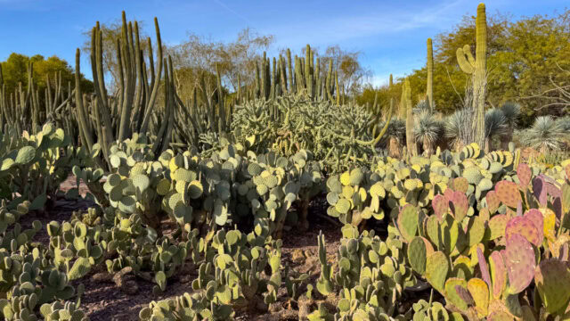 Desert Botanical Garden in Phoenix, Arizona: Things to Do + Photos and How to Visit!